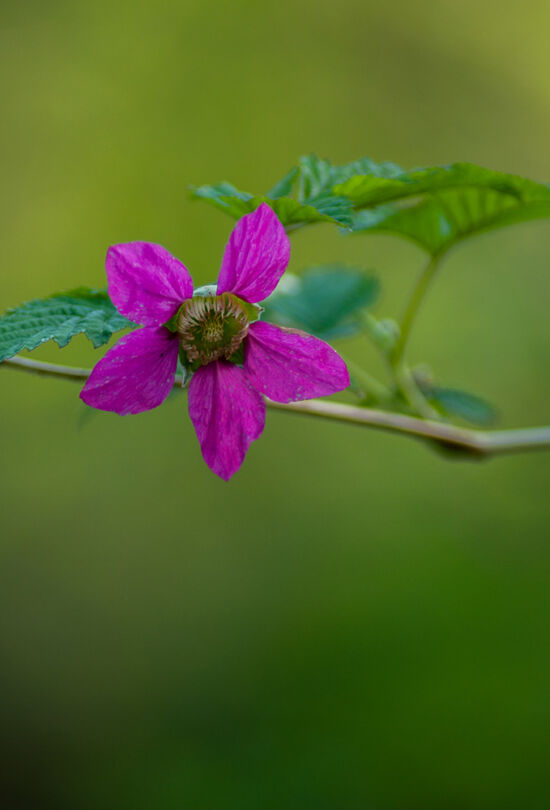 Rubus spectabilis