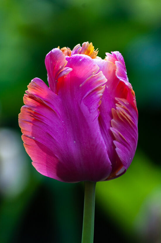 Tulipa 'Amazing Parrot'