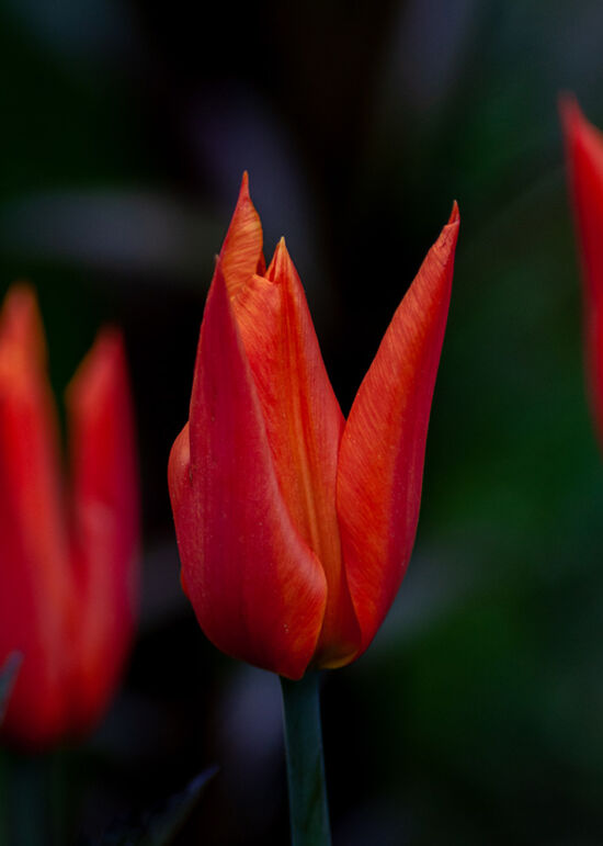 Tulipa 'Ballerina'