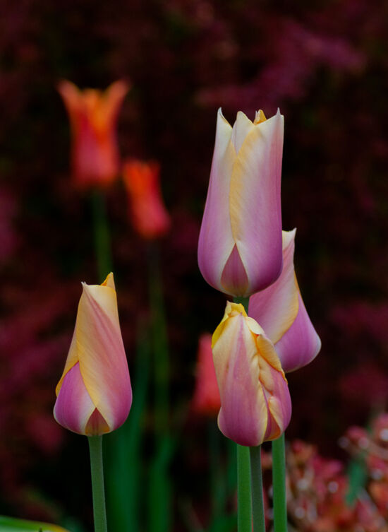 Tulipa 'Menton'