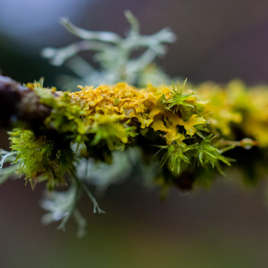 Winter lichen