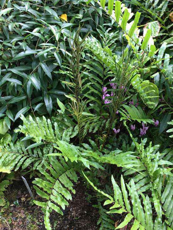 Ferns in the woodland