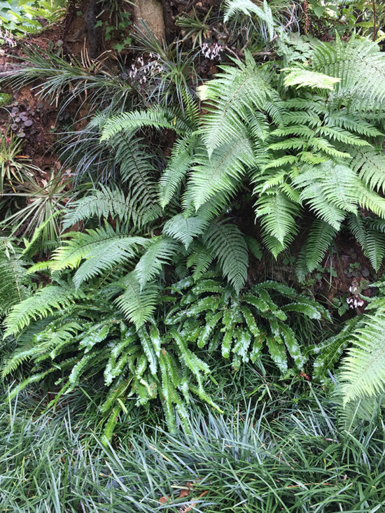 Ferns in the woodland