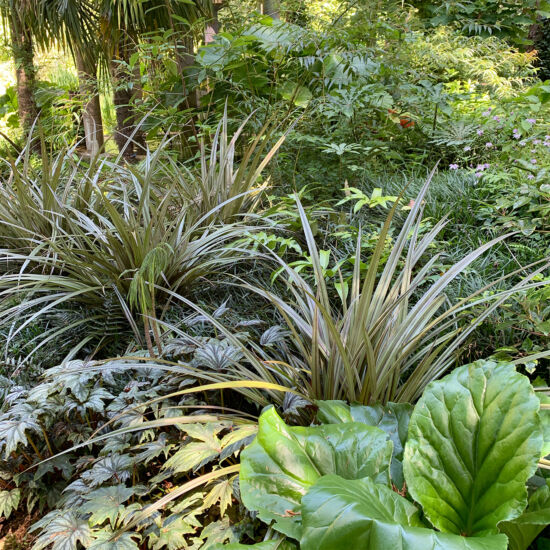 Flax, bergenia, palms