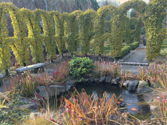 The carpinus hedge at Heronswood