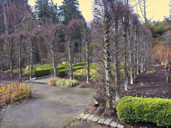 The carpinus hedge at Heronswood, winter