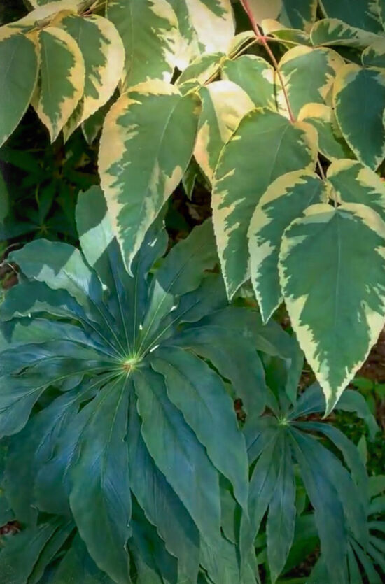 Foliage at Heronswood