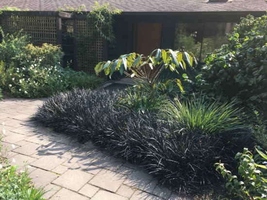 Heronswood near the house