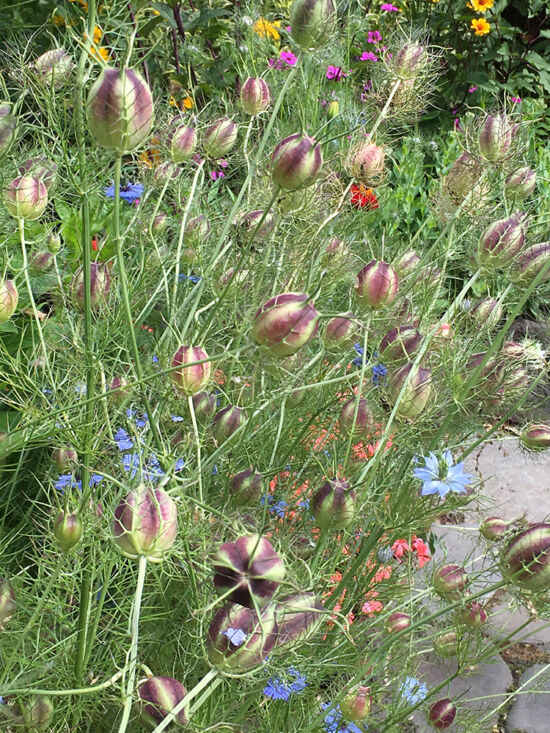 Nigella seedheads