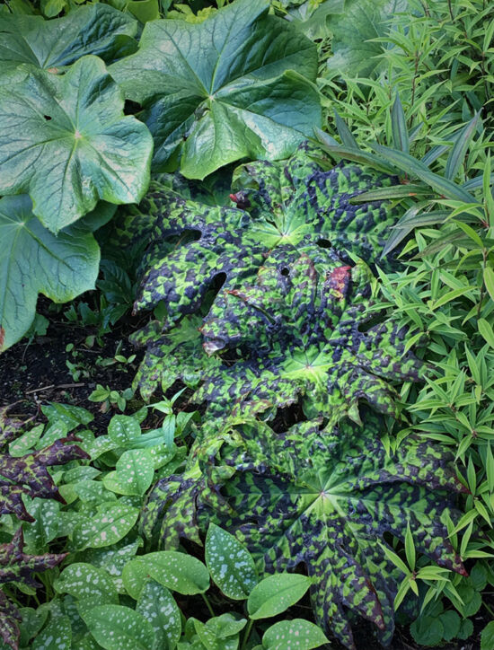 Podophyllum and pulmonaria