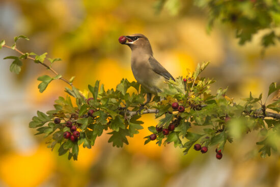 Cedar Waxwing