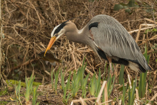 Great Blue Heron with fish