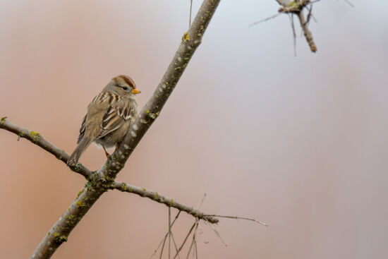 White-crowned Sparrow, immature