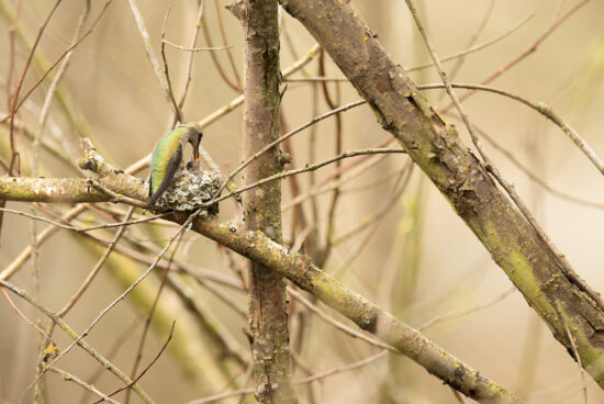 Anna's Hummingbird feeding young