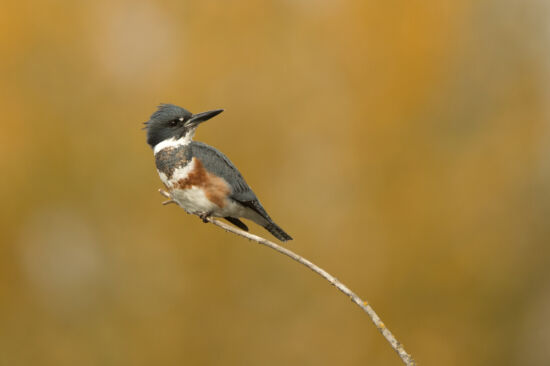 Belted Kingfisher