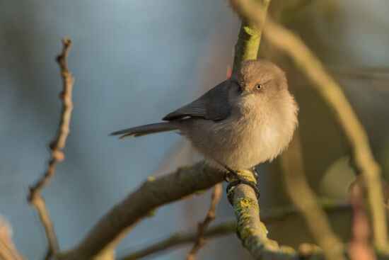 Bushtit, female