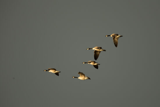 Canada Geese
