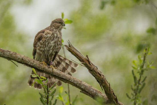Cooper's Hawk, second year male