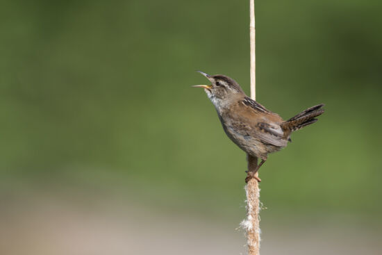 Marsh Wren