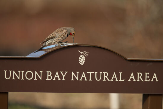 Northern Flicker, male