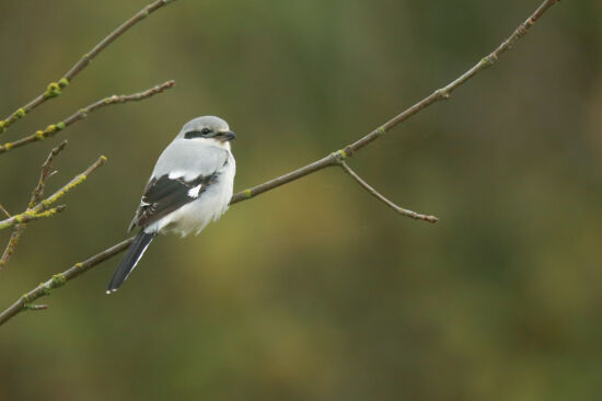 Northern Shrike
