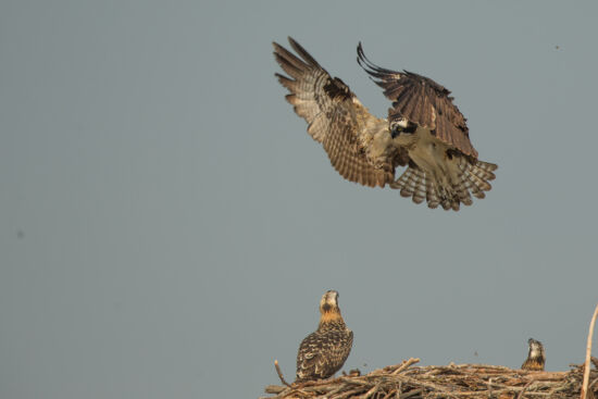 Osprey watching mother