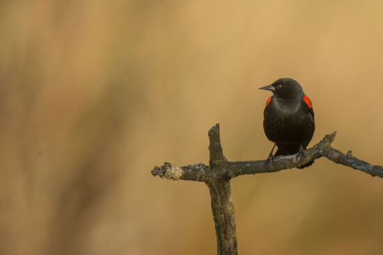Red-winged Blackbird, male