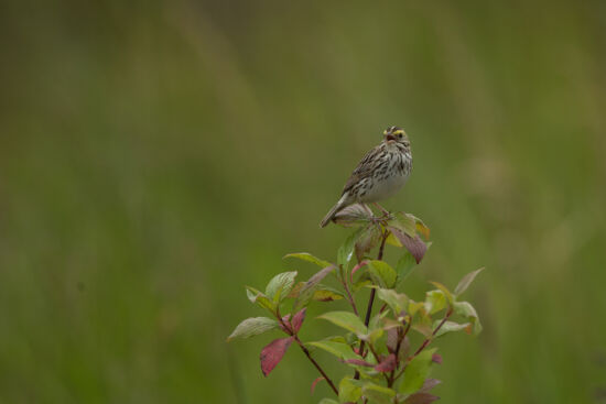 Savannah Sparrow