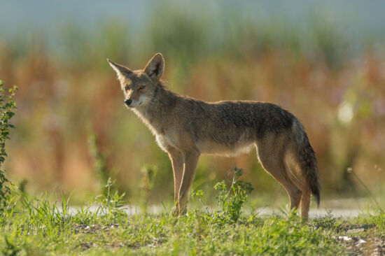 Coyote