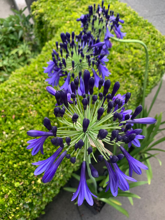 Agapanthus 'Sue Nevler'