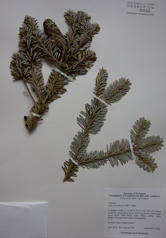 <em>Abies balsamea</em> ‘Nana’ from the Albers Vista Garden, Bremerton