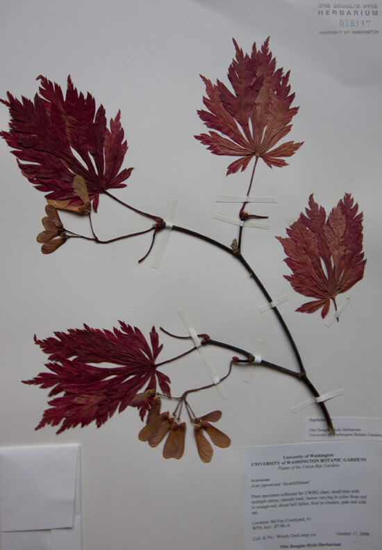<em>Acer japonicum</em> ‘Aconitifolium’ from the Center for Urban Horticulture, Seattle