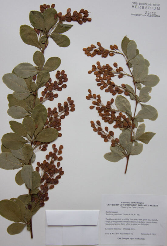 <em>Berberis jamesiana</em> from the Dunn Gardens, Seattle