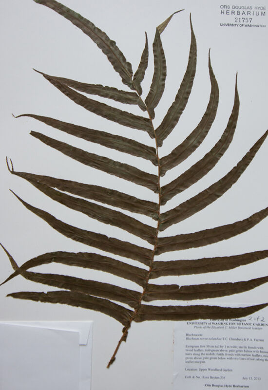 <em>Blechnum novae-zelandiae</em> from the Elisabeth C. Miller Botanical Garden, Seattle