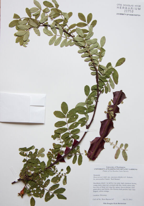 <em>Rosa sericea</em> ssp. <em>omeiensis</em> f. <em>pteracantha</em> ‘Red Menace’ from the Far Reaches Botanical Conservancy
