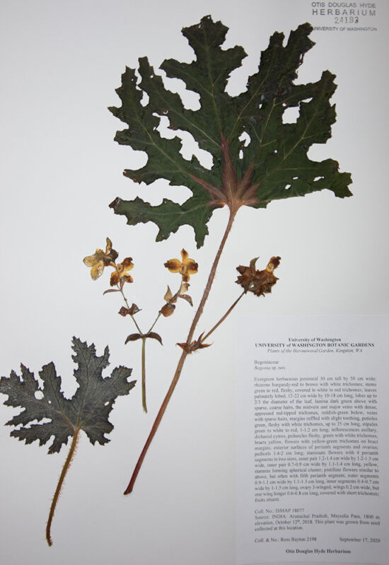 <em>Begonia</em> sp. nov. from the Heronswood Garden, Kingston