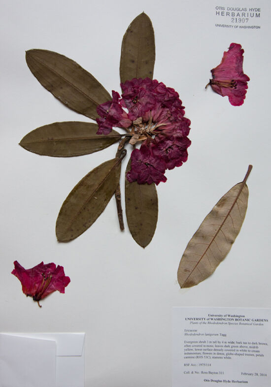 <em>Rhododendron lanigerum</em> from the Rhododendron Species Botanical Garden, Federal Way