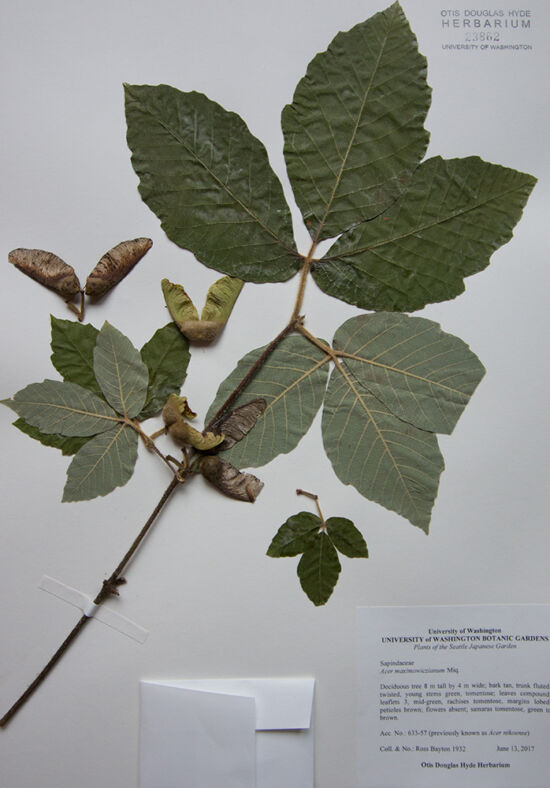 <em>Acer maximowiczianum</em> from the Seattle Japanese Garden, Seattle