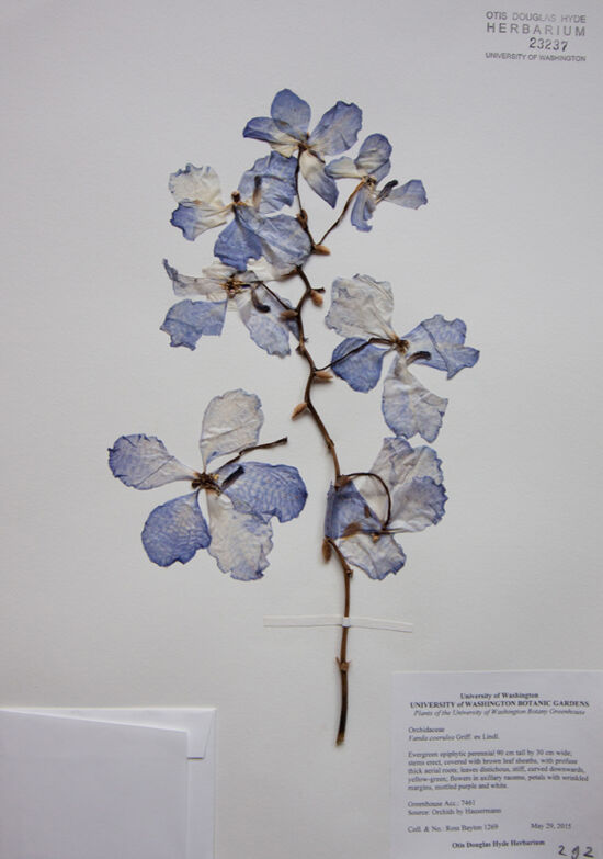 <em>Vanda coerulea</em> from the University of Washington Botany Greenhouse