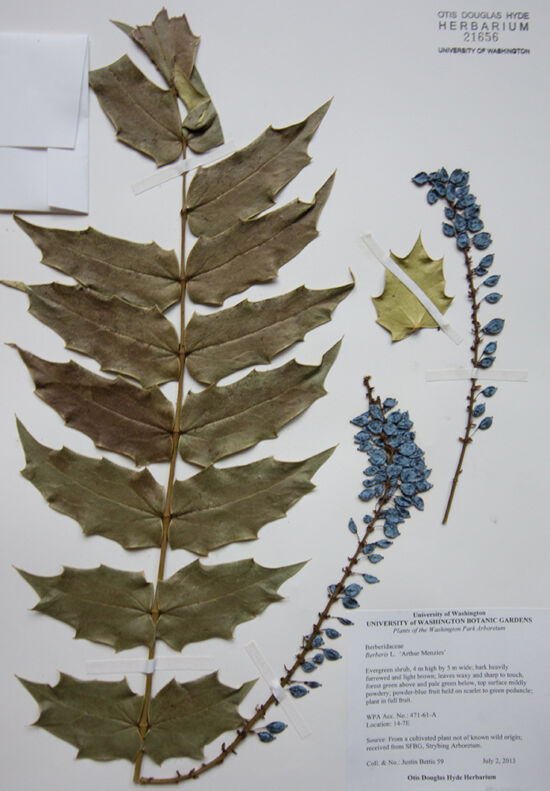 <em>Berberis (Mahonia)</em> ‘Arthur Menzies’ from the Washington Park Arboretum, Seattle