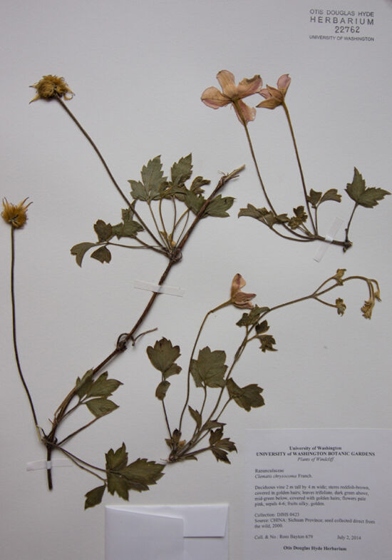 <em>Clematis chrysocoma</em> from Windcliff, Indianola