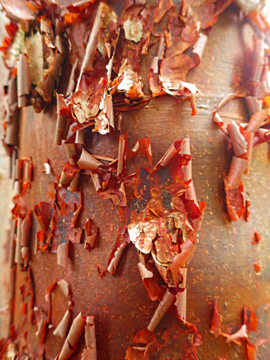 Paperbark Maple (<em>Acer griseum</em>) with beautiful, red, peeling bark. Bloedel bark photo by Darren Strenge