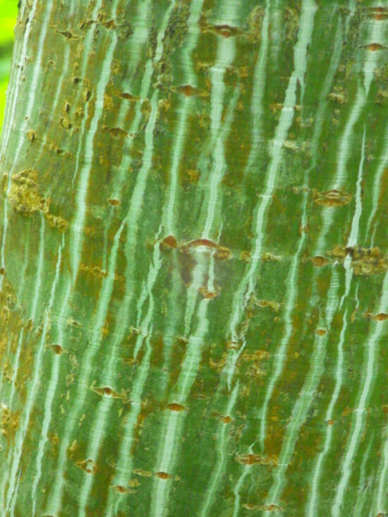 Snakebark Maple (<em>Acer tegmentosum</em>). Unusual green and white striping. Bloedel bark photo by Darren Strenge