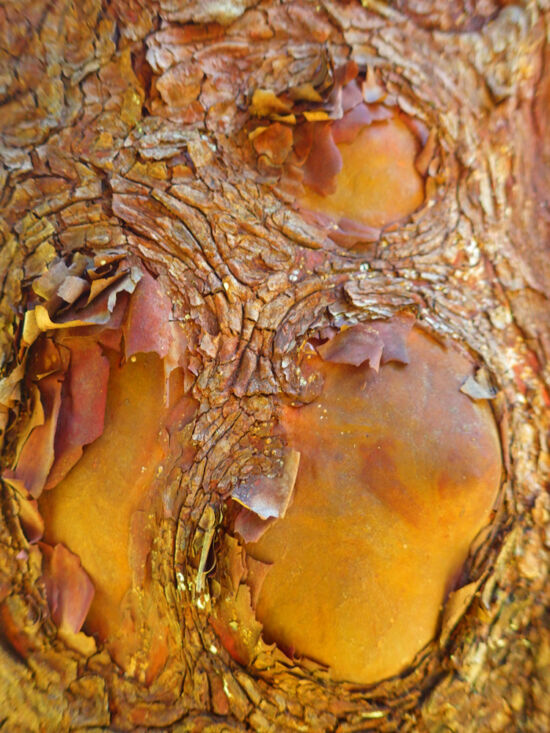 Pacific Madrone (<em>Arbutus menziesii</em>) with reddish, sometimes peeling bark. Bloedel bark photo by Darren Strenge