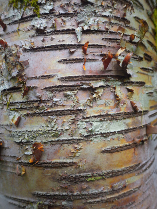 Swamp Birch (<em>Betula alleghaniensis</em>), an east coast native with golden tinged white bark. Bloedel bark photo by Darren Strenge