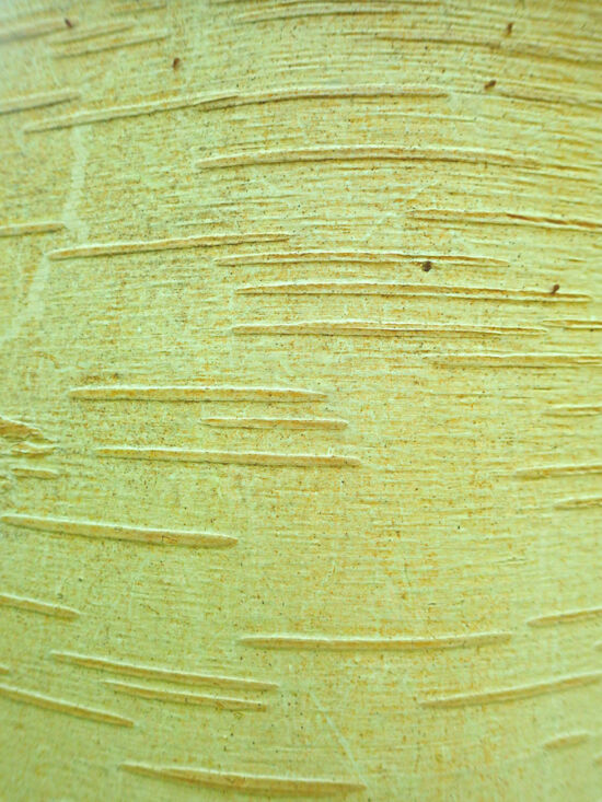 Himalayan Birch (<em>Betula utilis</em>) a commonly planted white barked birch. Golden brown barked specimens also can be found. Bloedel bark photo by Darren Strenge