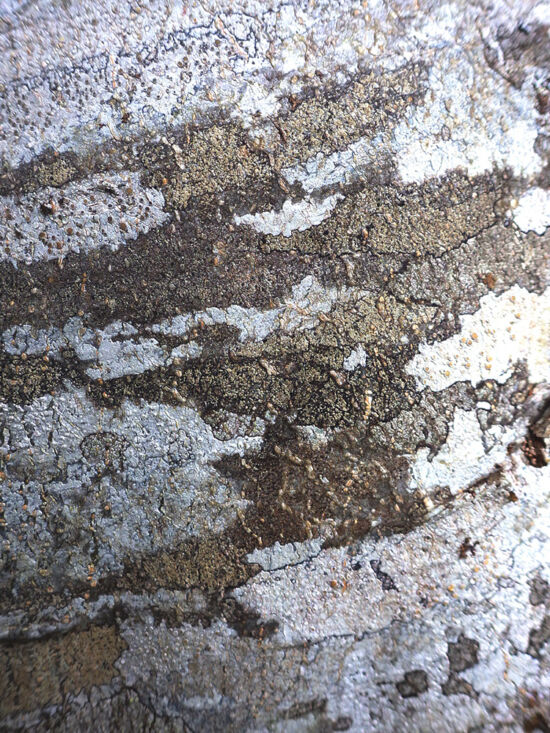 European Beech (<em>Fagus sylvatica</em>). Lichens seem to love the bark of this species almost as much as they love red alder. Bloedel bark photo by Darren Strenge