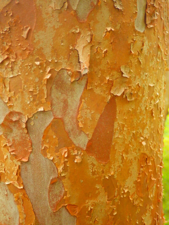 Orangebark Stewartia (<em>Stewartia monadelpha</em>) with beautiful scaly, light brownish orange bark. Bloedel bark photo by Darren Strenge