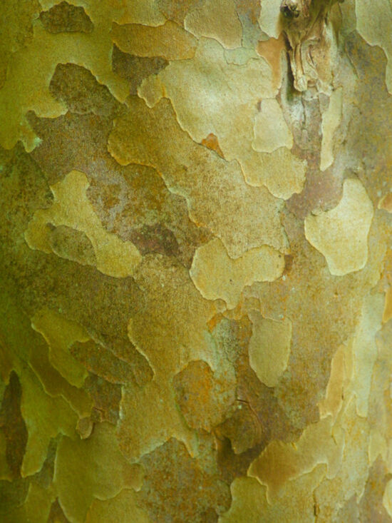 Japanese Stewartia (<em>Stewartia pseudocamellia</em>). Bloedel bark photo by Darren Strenge