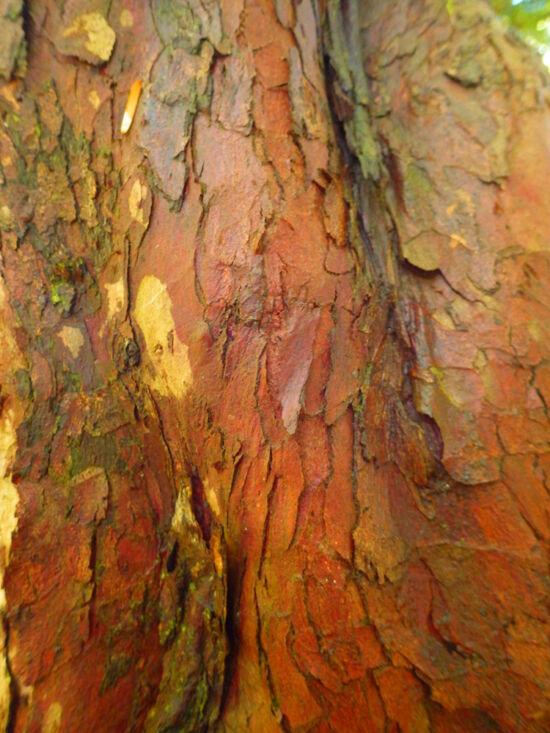 <em>Taxus Brevifolia</em>. Native yew species. Mostly occurs as a small, evergreen, understory tree. Bloedel bark photo by Darren Strenge